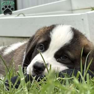 Boxer, Saint Bernard Puppy