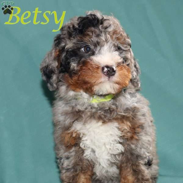 Betsy, Bernedoodle Puppy