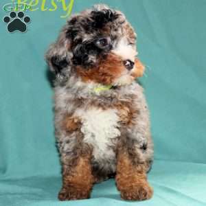 Betsy, Bernedoodle Puppy