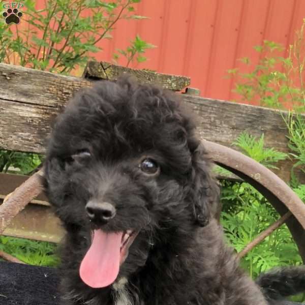 Gunner, Corgipoo Puppy