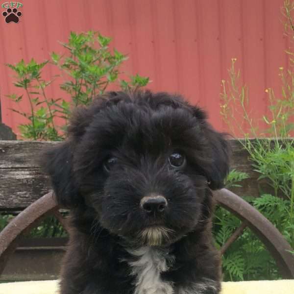 Gracie, Corgipoo Puppy