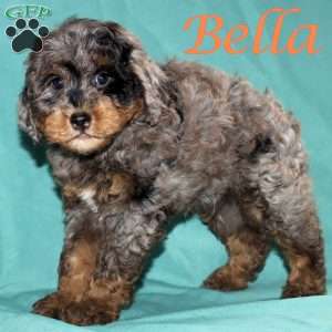 Bella, Bernedoodle Puppy