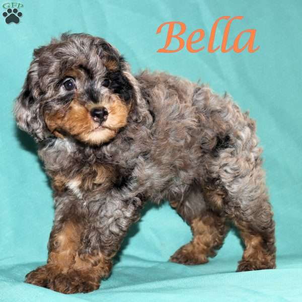 Bella, Bernedoodle Puppy