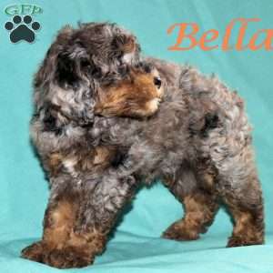 Bella, Bernedoodle Puppy