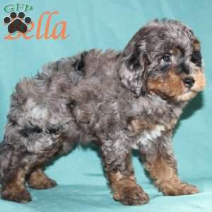 Bella, Bernedoodle Puppy