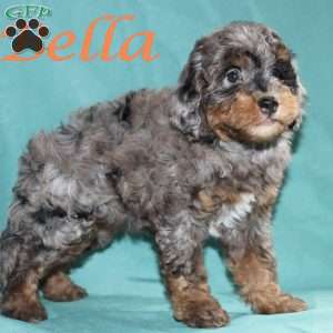 Bella, Bernedoodle Puppy