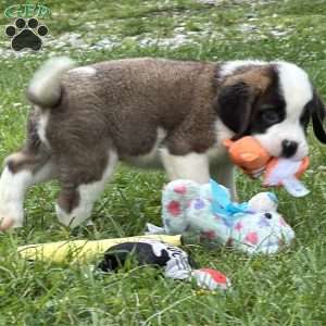 Boogie, Saint Bernard Puppy