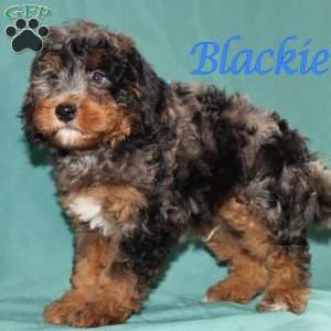 Blackie, Bernedoodle Puppy