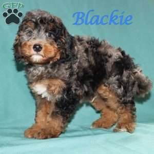 Blackie, Bernedoodle Puppy