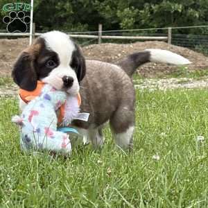 Boogie, Saint Bernard Puppy