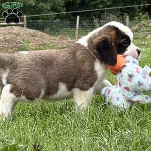 Boogie, Saint Bernard Puppy
