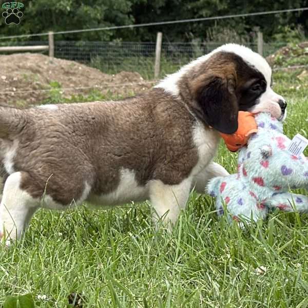 Boogie, Saint Bernard Puppy