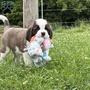 Boogie, Saint Bernard Puppy