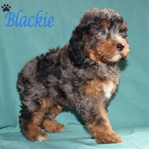 Blackie, Bernedoodle Puppy