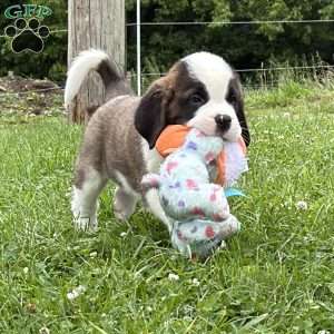 Boogie, Saint Bernard Puppy