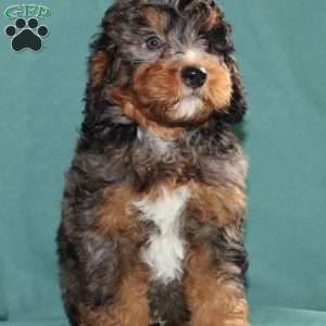 Blackie, Bernedoodle Puppy