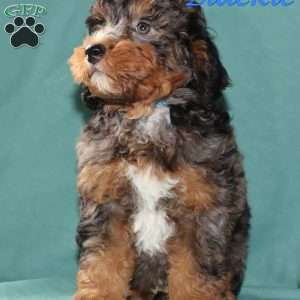 Blackie, Bernedoodle Puppy