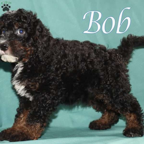 Bob, Bernedoodle Puppy