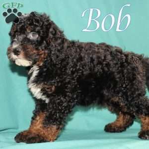 Bob, Bernedoodle Puppy