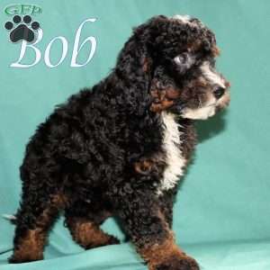 Bob, Bernedoodle Puppy