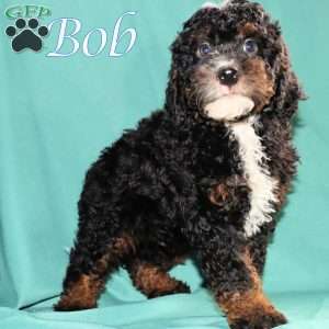 Bob, Bernedoodle Puppy
