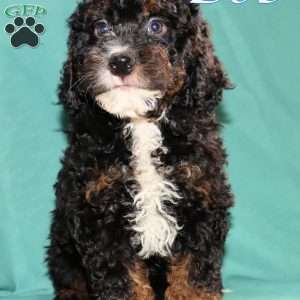 Bob, Bernedoodle Puppy