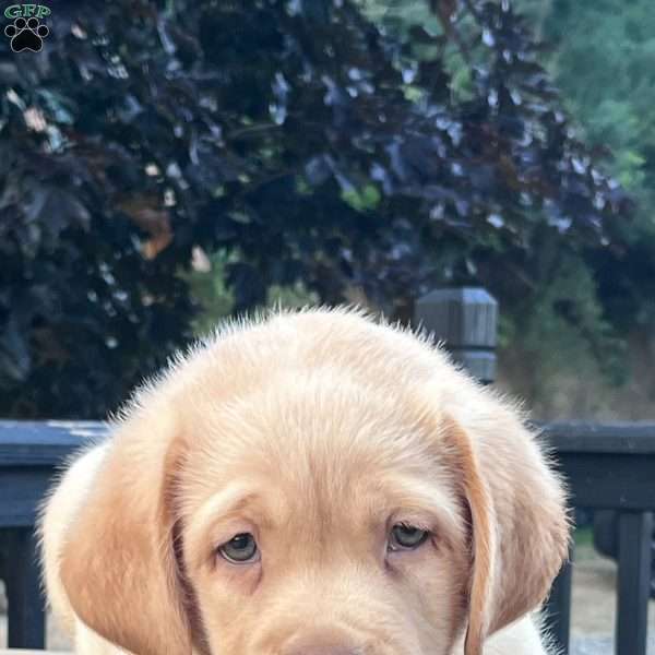Duke, Yellow Labrador Retriever Puppy