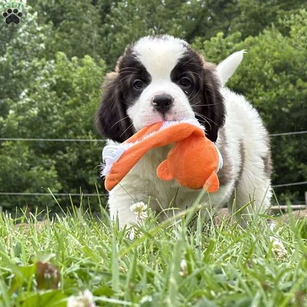 Babbles, Saint Bernard Puppy