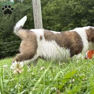 Babbles, Saint Bernard Puppy