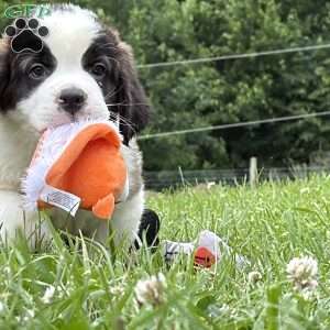 Babbles, Saint Bernard Puppy