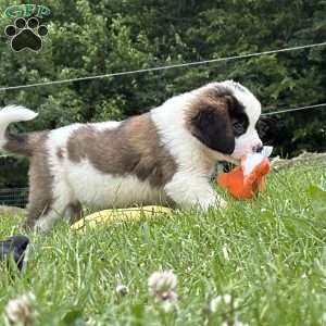 Babbles, Saint Bernard Puppy