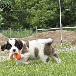 Babbles, Saint Bernard Puppy