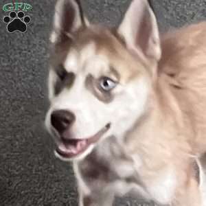 Willow, Siberian Husky Puppy