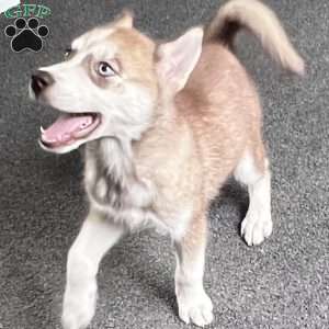Willow, Siberian Husky Puppy