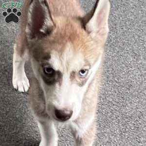 Willow, Siberian Husky Puppy