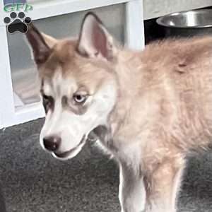 Willow, Siberian Husky Puppy