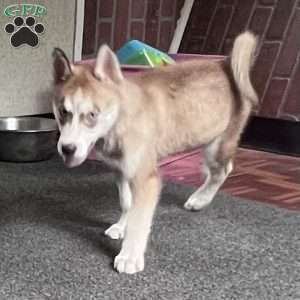 Willow, Siberian Husky Puppy