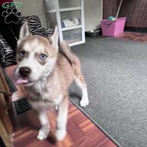 Willow, Siberian Husky Puppy