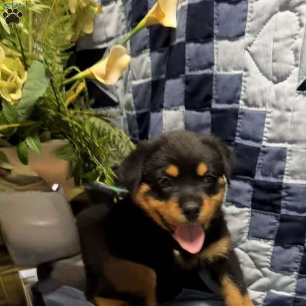 Mike, Rottweiler Puppy