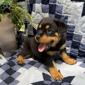 Mike, Rottweiler Puppy