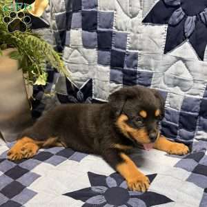 Mike, Rottweiler Puppy