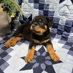 Matt, Rottweiler Puppy