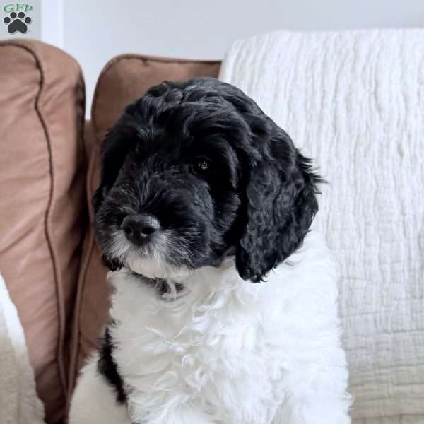 Binky, Mini Goldendoodle Puppy