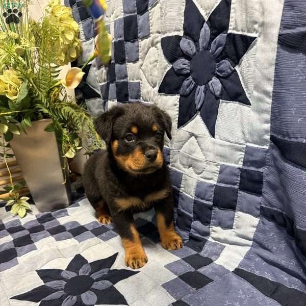 Matt, Rottweiler Puppy
