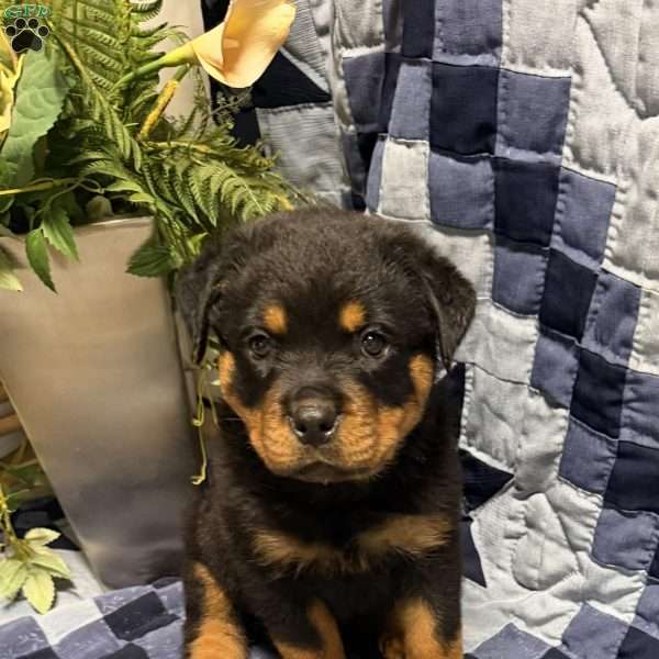Monroe, Rottweiler Puppy