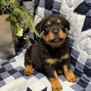 Monroe, Rottweiler Puppy