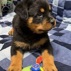Monroe, Rottweiler Puppy