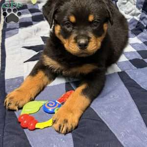 Monroe, Rottweiler Puppy