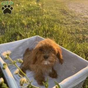 Belle, Cavapoo Puppy
