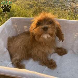 Belle, Cavapoo Puppy